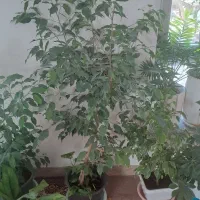 گل بنجامین پاندانوس شاداب