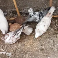کبوتر