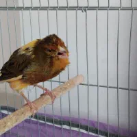 نر سوپر کشیده