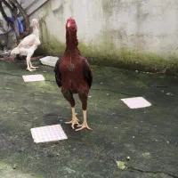 لاری|حیوانات مزرعه|آستارا, |دیوار