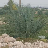 فروش پاجوش برحی مجول زاهدی پیارم وغیره