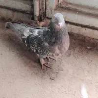 کبوتر پر|پرنده|فرخ‌شهر, |دیوار