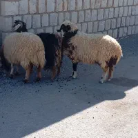 بره وشک وبز جوان|حیوانات مزرعه|کارزان, |دیوار