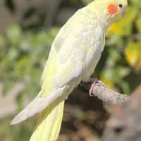 عروس هلندی