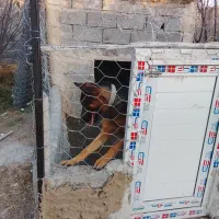 سگ ژرمن ماده|سگ|تهران, صاحب الزمان|دیوار