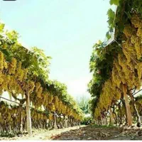 پایه بتنی فنس کشی دور باغ داربست بست انگور