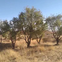 زمین زراعی|فروش دفتر صنعتی، کشاورزی، تجاری|ایجرود, |دیوار