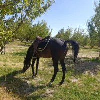 فروش اسب کرد سه ساله