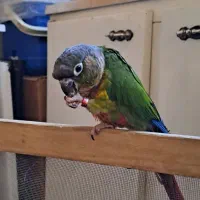 گرینچیک، حلقه پا، سخنگو و نر