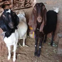 بزپاکستانی