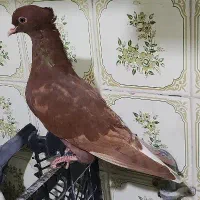 دو عدد کفتر امروز باخت دادم خر.یدارشونم