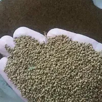 بذرهمدانی پایه بلند