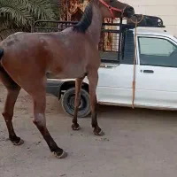 مادیون همراه کره مادیون