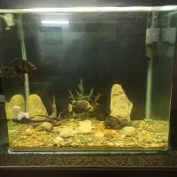 آکواریم و ماهی