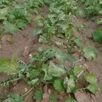 زمین سند دار در انتهای سعدی جنوبی کوچه شهید بالوی