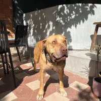 سگ پیتبول معاوضه|سگ|شیراز, زرگری|دیوار