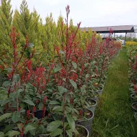 فروش انواع گل های لاوسون ،فتونیا،پالم، یاس هلندی