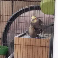 جفت عروس هلندی بالغ