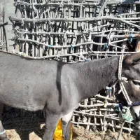 الاغ|حیوانات مزرعه|بشاگرد, |دیوار