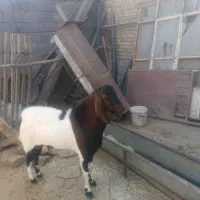 گوسفندپرواری|حیوانات مزرعه|همدان, |دیوار