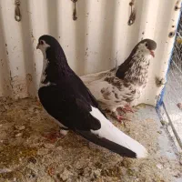 کبوتر یال و شهری خوش رنگ گلدار