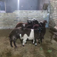 بره داشتی شیرمست