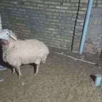 فروش یک میش چاق