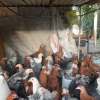 خروس  و جوجه مرغ  و قوغاز  قفس تخم گذاری بلدرچین|حیوانات مزرعه|همدان, |دیوار