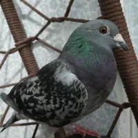 زرهی ی سر اردن|پرنده|شوشتر, |دیوار