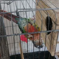 طوطی گیرینچیک نر و ماده سخنگو|پرنده|اسلامشهر, مظفریه|دیوار