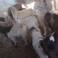 بزقاله سرحال|حیوانات مزرعه|کوهدشت, |دیوار