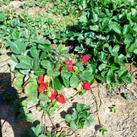 فروش انواع نشا توت فرنگی