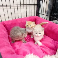 گربه.بریتیش اصیل|گربه|سقز, |دیوار