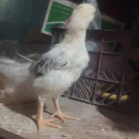 جوجه لاری اوشامو و خروس لاری