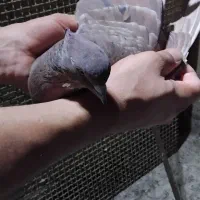 سرخ سرور دم سفید|پرنده|ملارد, |دیوار