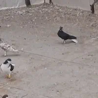 کبوتر رنگی پرشی|پرنده|تاکستان, |دیوار