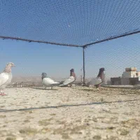 کفتر|پرنده|شیراز, شهرک گلستان|دیوار