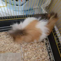 فروش خوکچه هندی