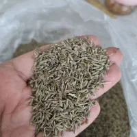 زیره سبز