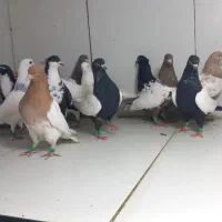 دسته ۲۱ پرشی ماده رنگی