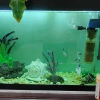 آکواریم ماهی