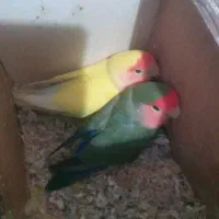 دو عدد طوطی برزیلی