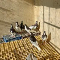 سلام چندبعدی شهری|پرنده|برازجان, |دیوار