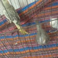 عروس هلندی ماده|پرنده|گرگان, |دیوار