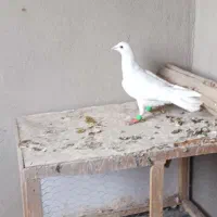 پرنده کفتر|پرنده|محمدیه-قزوین, |دیوار