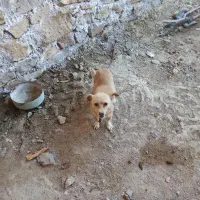 پاکوتاه دنبلانی فوق حرفه ای