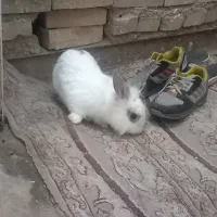 خرگوش لوپ|موش و خرگوش|چناران, |دیوار