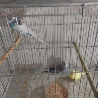 جوجه مرغ عشق آلبینو چشم شرابی|پرنده|اصفهان, شمس آباد|دیوار