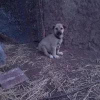 توله سگ سرابی