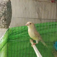 قناری ماده و قناری جوجه